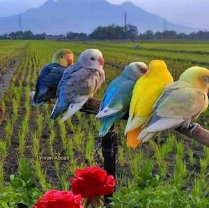 Meet your Posher, Kenya